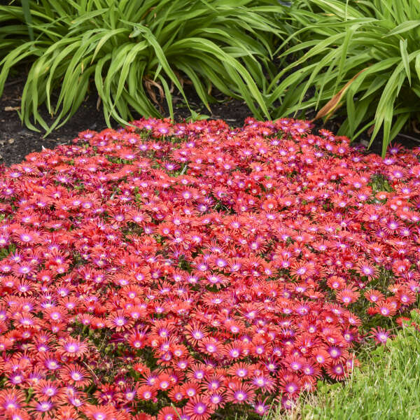 Delosperma 'Razzle Dazzle' Hardy Ice Plant