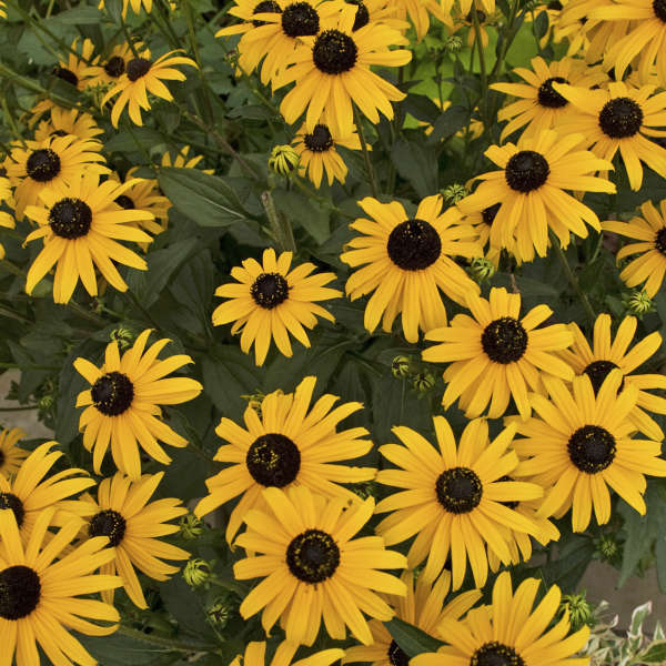 Rudbeckia 'Early Bird Gold' Black-Eyed Susan