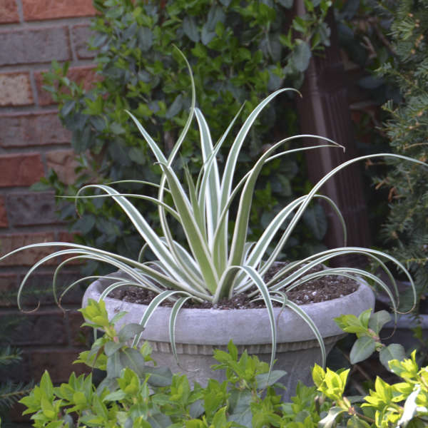 Agave 'Monterrey Frost' Agave