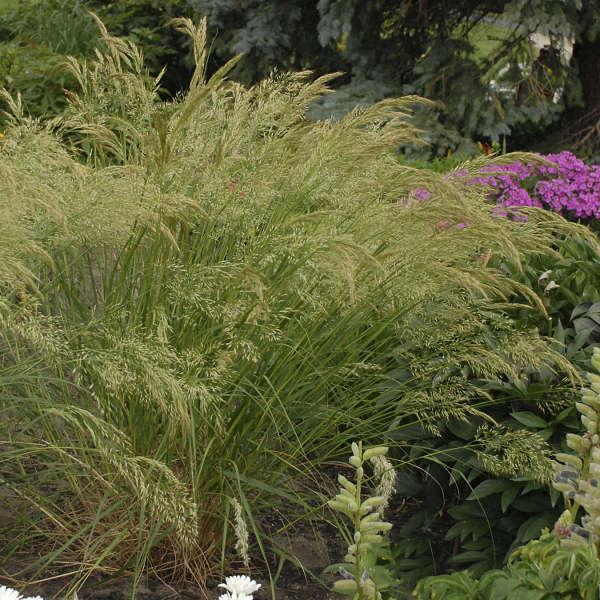 Stipa calamagrostis Pheasant Tail Grass