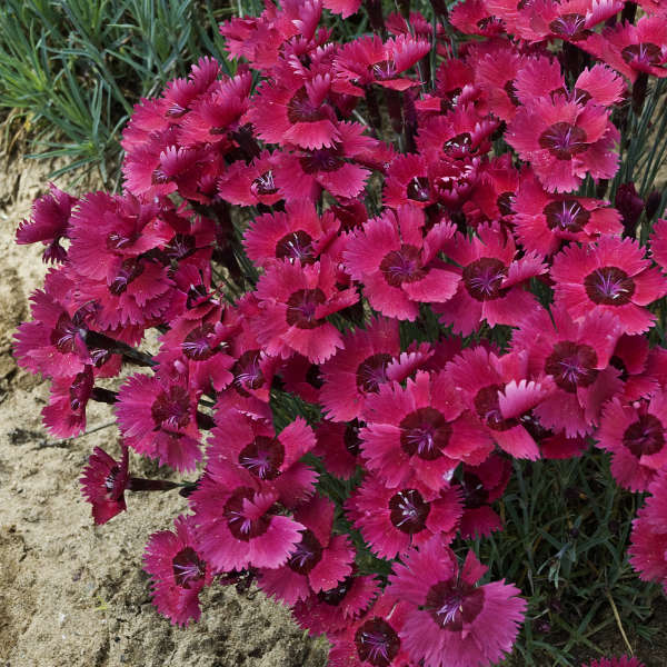 Dianthus 'Ruby Sparkles' Pinks