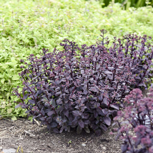 Sedum 'Midnight Velvet' Stonecrop