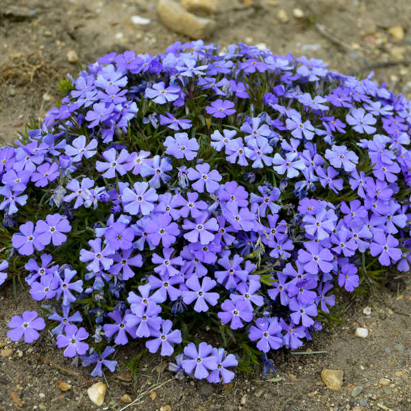 Phlox 'Rocky Road Violet Blue' Hybrid Spring Phlox