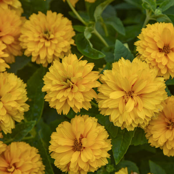 Heliopsis 'Rays for Days' False Sunflower