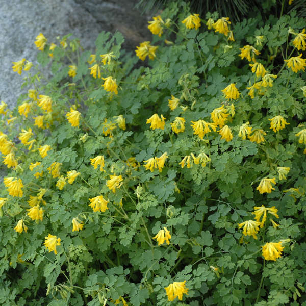 Corydalis lutea Yellow Corydalis