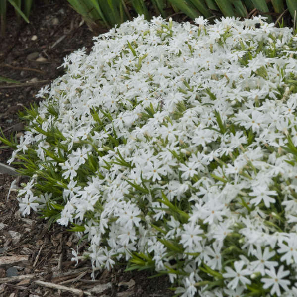 Phlox 'Snowflake' Creeping Phlox