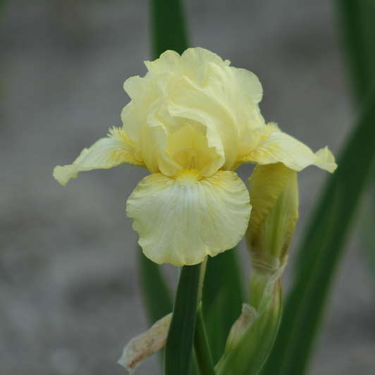 Iris 'Maui Moonlight' Intermediate Bearded Iris