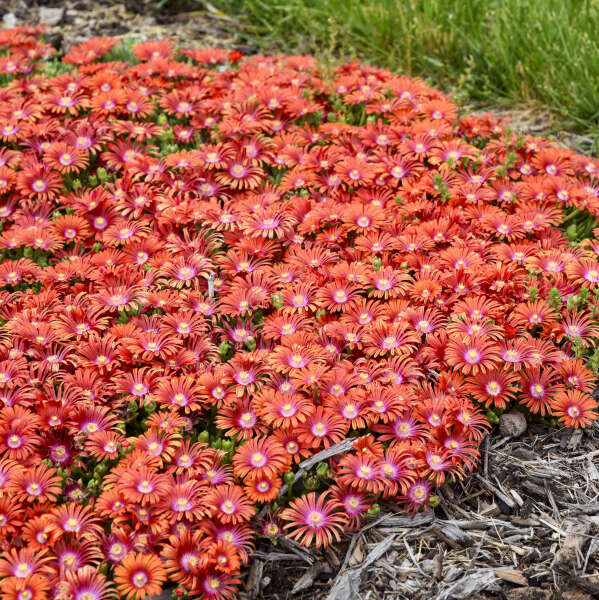 Delosperma 'Macarena' Ice Plant