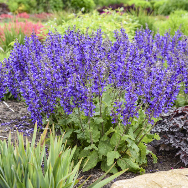 Salvia 'Dark Sky' Perennial Salvia