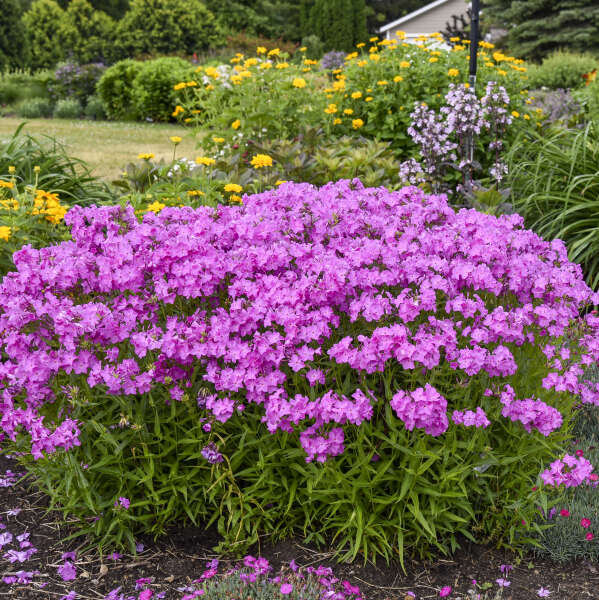 Phlox 'Opening Act Ultrapink' Hybrid Phlox