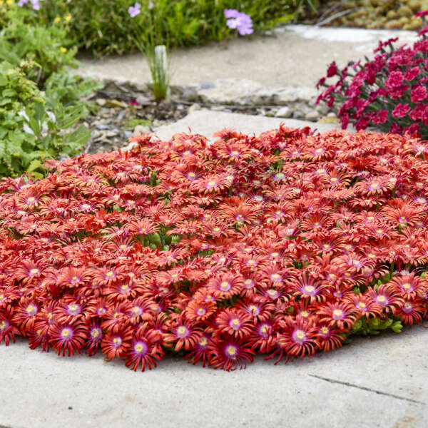 Delosperma 'Macarena' Ice Plant
