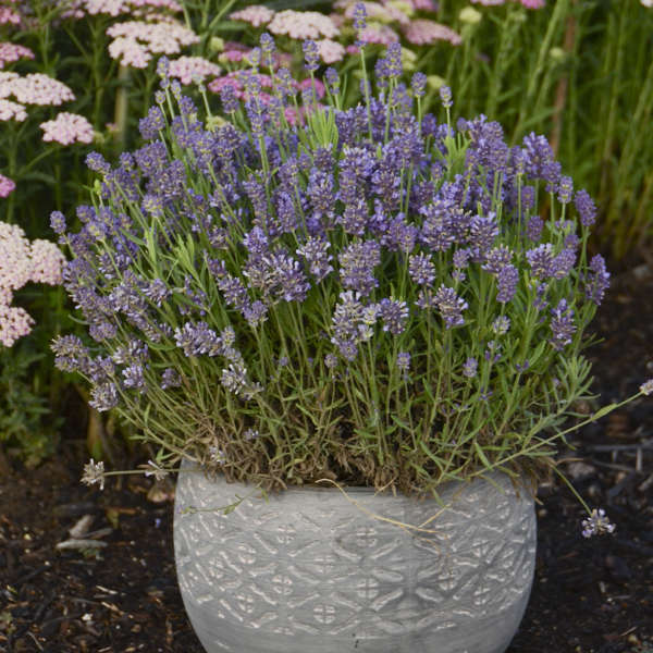 Lavandula angustifolia 'Essence Purple' PPAF Perennial Resource