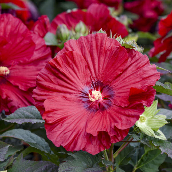 Hibiscus 'Garnet Globes' Rose Mallow