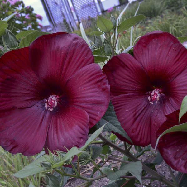 Hibiscus 'heartthrob' Pp24760 