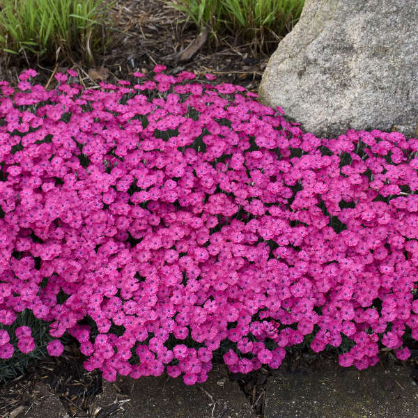 Dianthus 'Paint the Town Magenta' Pinks