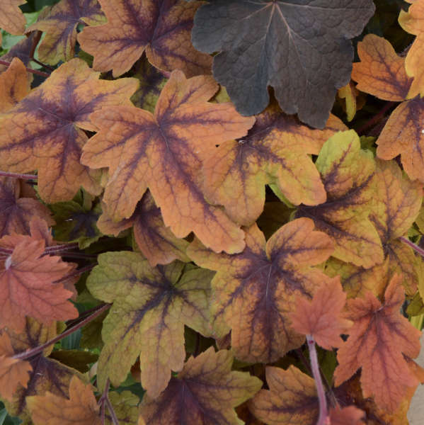 Heucherella 'Sweet Tea' Foamy Bells