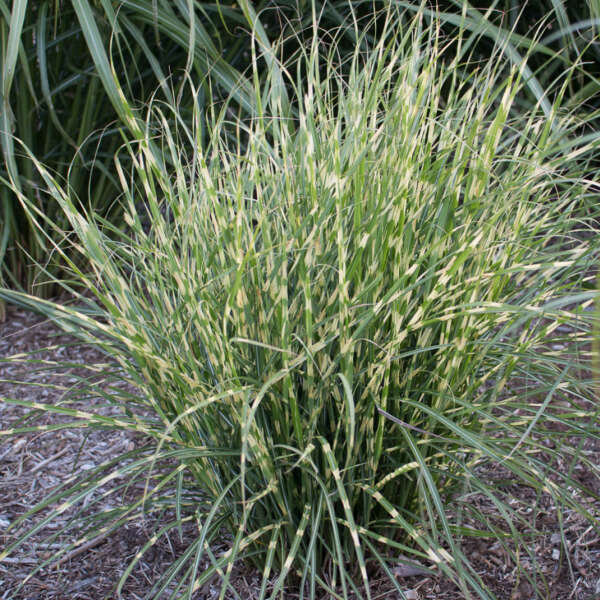 Miscanthus BANDWIDTH Maiden Grass