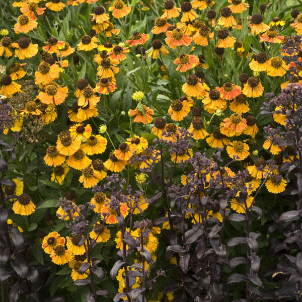 Helenium 'Sahin's Early Flowerer' Sneezeweed