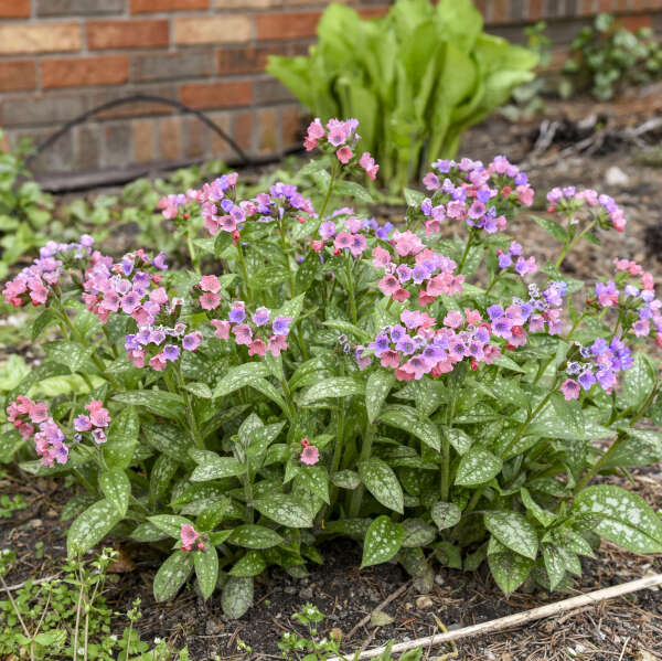 Pulmonaria 'Pretty in Pink' Lungwort