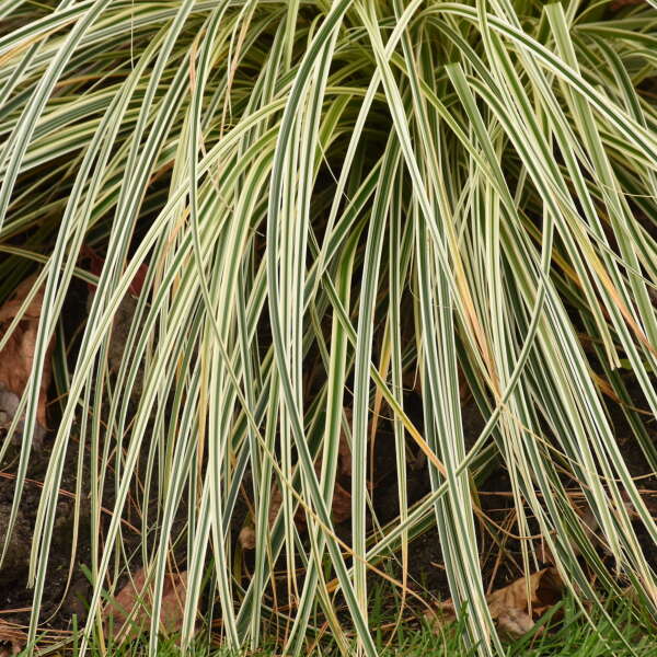 Carex FEATHER FALLS™ Variegated Sedge