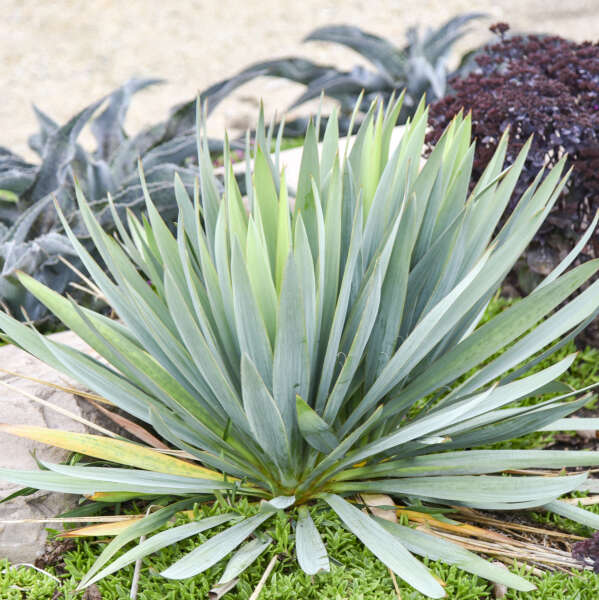 Yucca 'Dragon Slayer' Adam's Needle