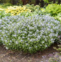 Amsonia 'Starstruck'