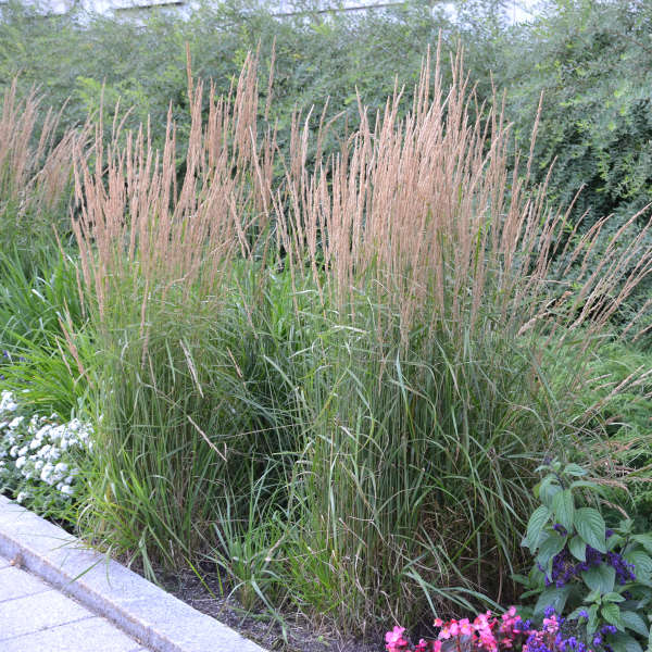 Calamagrostis 'Karl Foerster' Feather Reed Grass