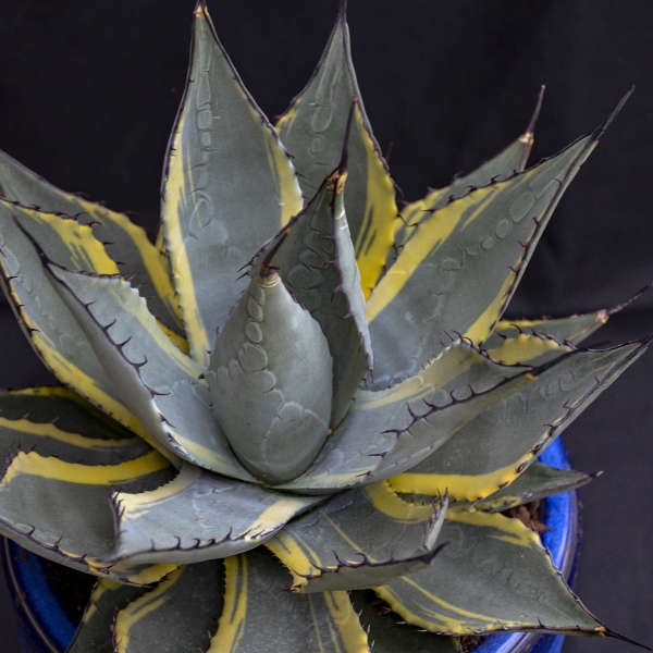 Agave 'Sunspot' New Mexico Agave