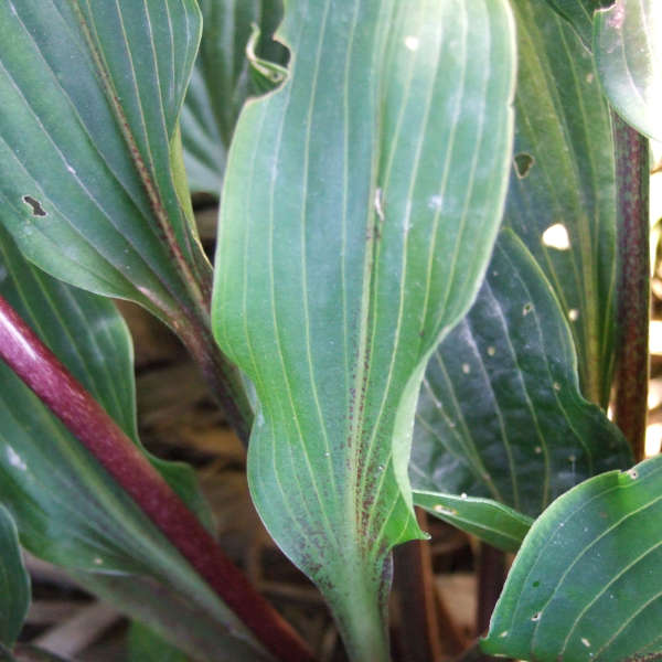 Hosta 'Katsuragawa Beni' Hosta