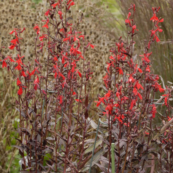 Lobelia 'Queen Victoria' Cardinal Flower