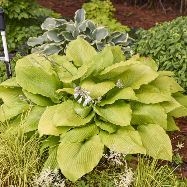 Hosta 'Humungousarus' Hosta