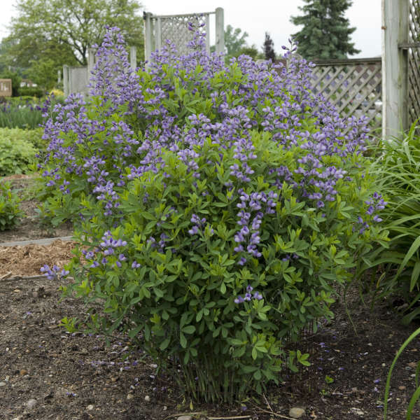 Baptisia 'Purple Smoke' False Indigo