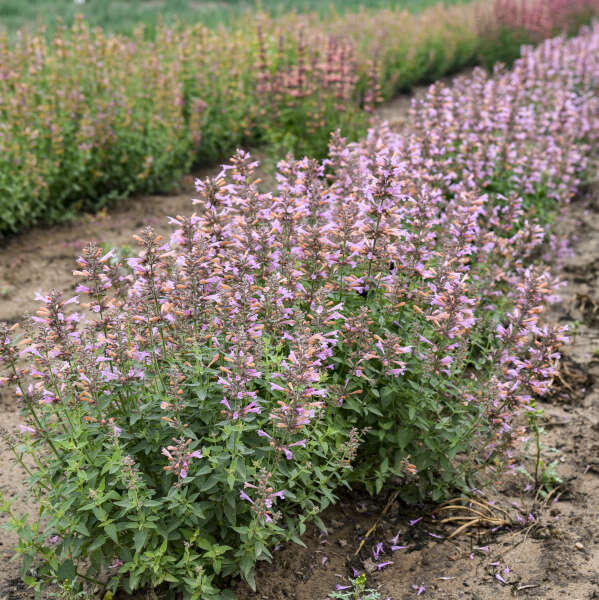 Agastache 'Pinky Pie' Hummingbird Mint