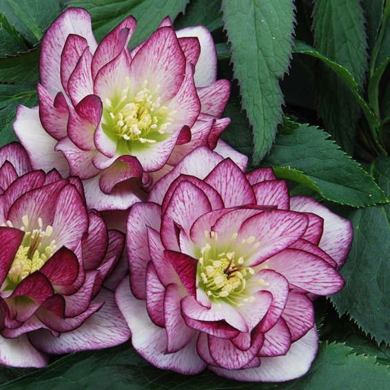 Helleborus ‘Peppermint Ruffles’ | Perennial Resource