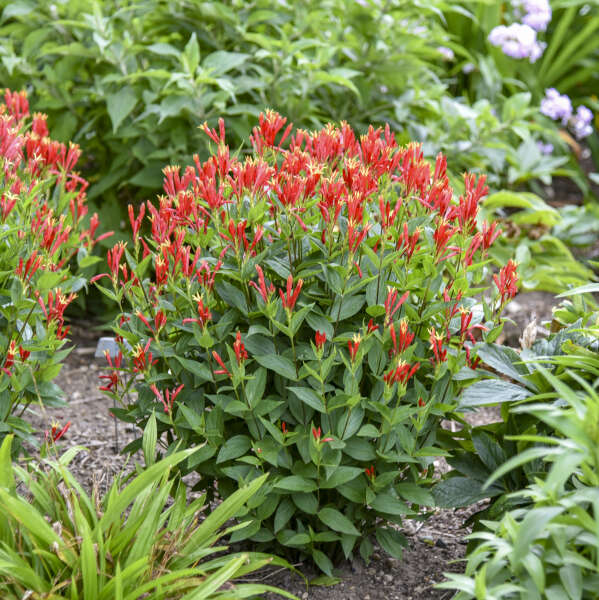 Spigelia 'Orange Slices' Spigelia