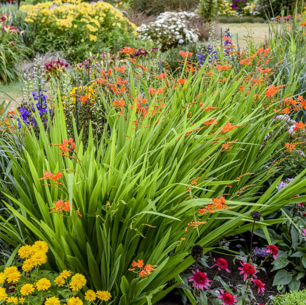 Crocosmia 'Peach Melba' Montbretia