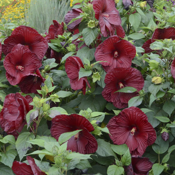 Hibiscus 'Heartthrob' PP24760 | Perennial Resource