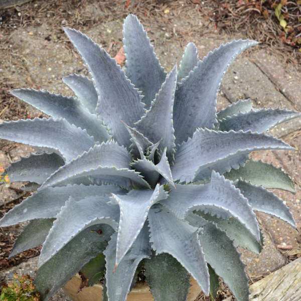 Mangave 'Silver Fox' Mangave