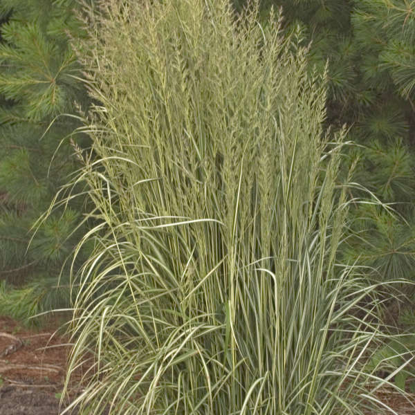 Calamagrostis 'Avalanche' Variegated Feather Reed Grass