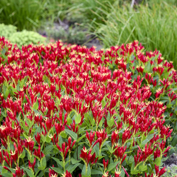 Spigelia 'Little Redhead' Spigelia