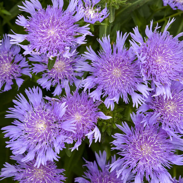 Stokesia 'Riptide' Stoke's Aster