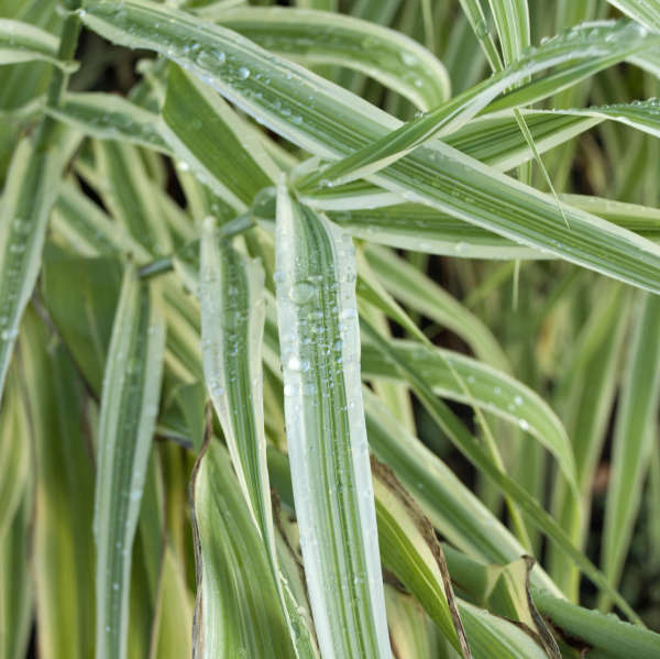 Arundo 'Peppermint Stick' Giant Reed