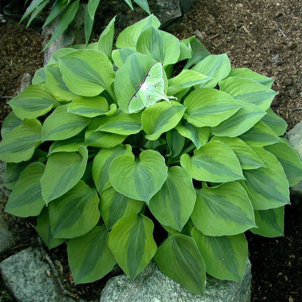 Hosta 'Luna Moth' Hosta