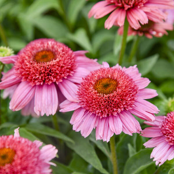 Echinacea 'Strawberry Slushie' Coneflower