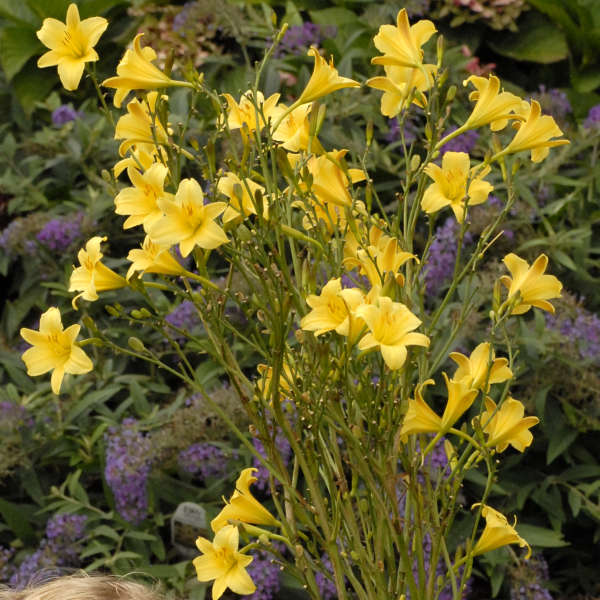 Hemerocallis 'Steeple Jackie' Daylily