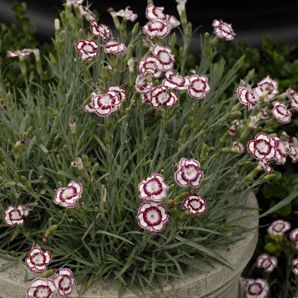 Dianthus RASPBERRY SWIRL Pinks