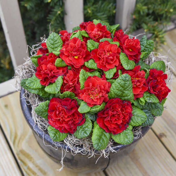 Primula 'Scarletta' Primrose