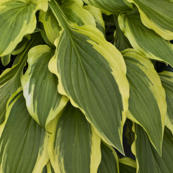 Hosta 'Carolina Sunshine' Hosta