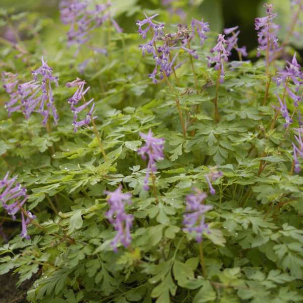 Corydalis 'Blackberry Wine' Corydalis