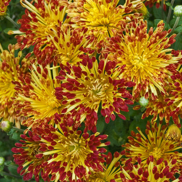 Chrysanthemum 'Matchsticks' Hardy Garden Mum